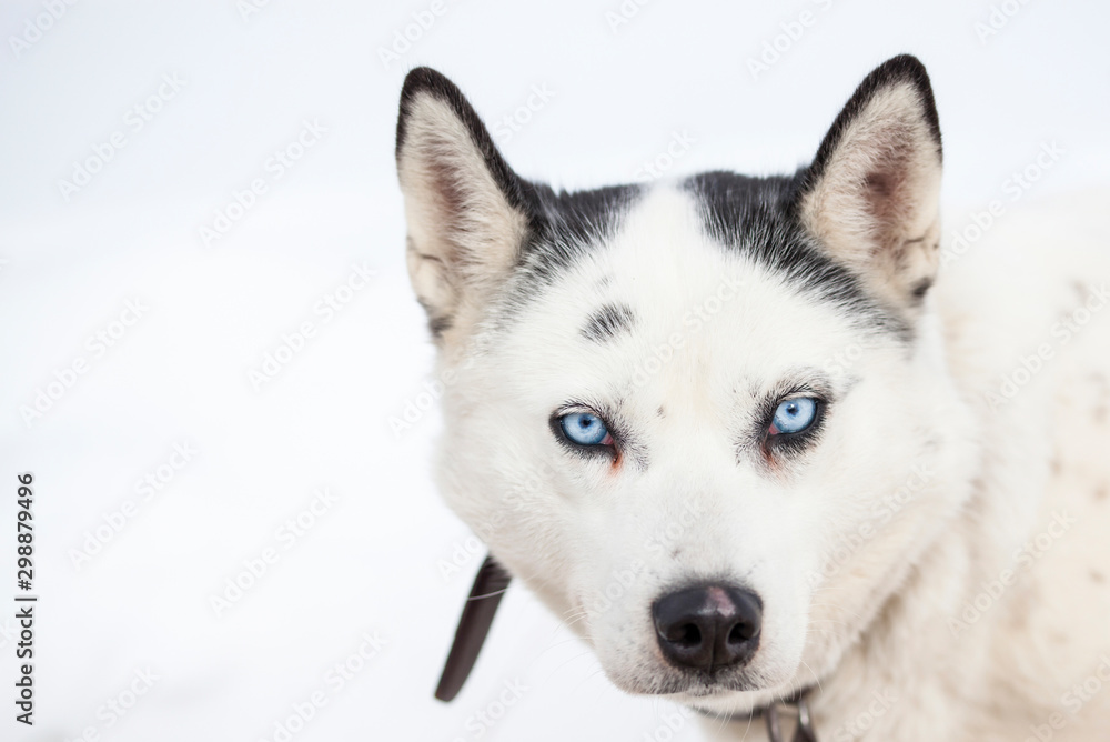 cute husky portrait with blue eyes in the snow cute husky portrait with blue eyes in the snow