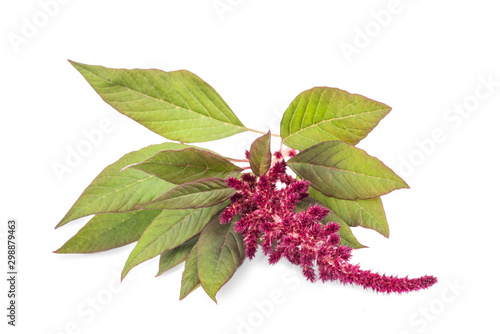 Konstfotografi Amaranthus flower