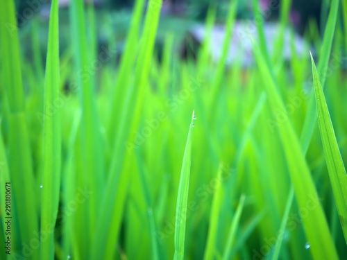 Raindrop at the tip of the rice tree in the farm at Chiangmai, Thailand