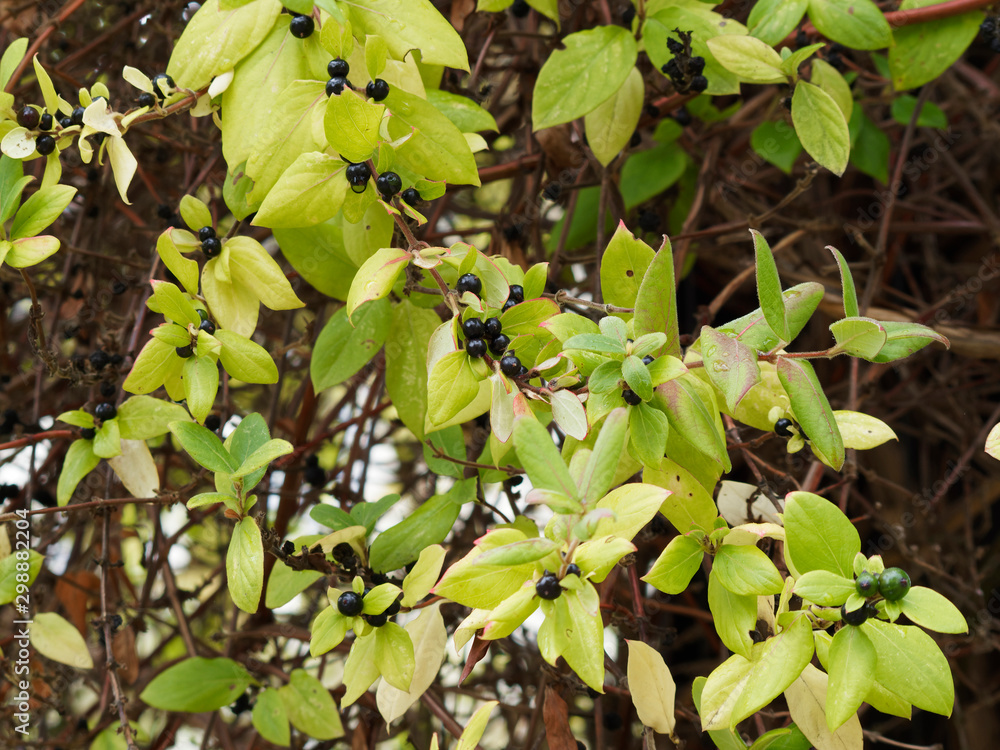 (Lonicera japonica) Baies noir bleuté et brillantes du chèvrefeuille du Japon ou chèvrefeuille de Chine aux tiges ou rameaux rougeoyant et Feuilles ovales bordurées de rouge (Lonicera japonica) Baies noir bleuté et brillantes du chèvrefeuille du Japon ou chèvrefeuille de Chine aux tiges ou rameaux rougeoyant et Feuilles ovales bordurées de rouge