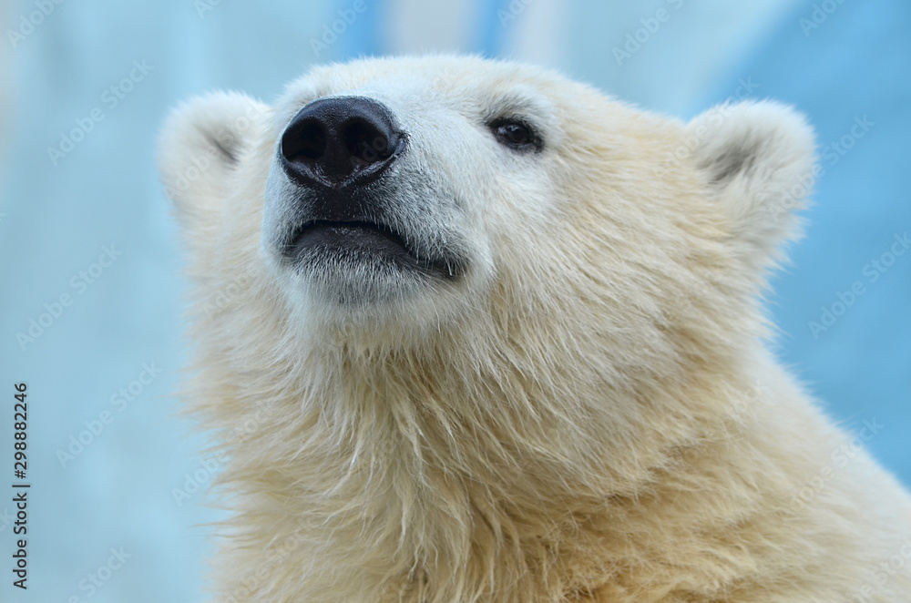 polar bear