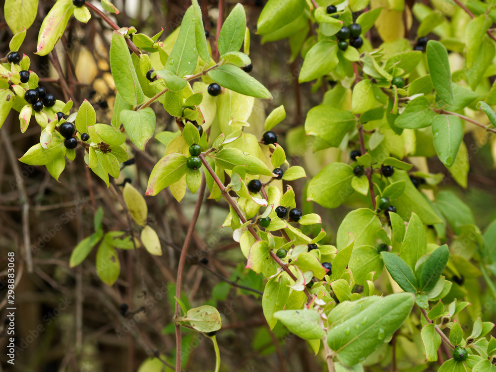 Obraz premium (Lonicera japonica) Baies noir bleuté et brillantes du chèvrefeuille du Japon ou chèvrefeuille de Chine aux tiges ou rameaux rougeoyant et feuilles ovales bordurées de rouge en automne
