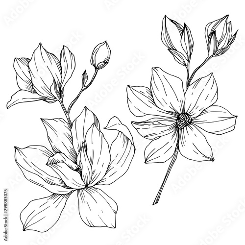 Vector Magnolia floral botanical flowers. Black and white engraved ink art. Isolated magnolia illustration element.