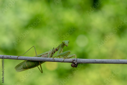 Mantis Praying at Perched on a brown and branch With a green background.