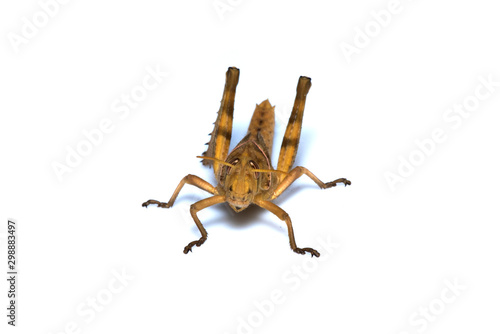 Image of Brown grasshopper, insect ,On a branch, Isolated on the white backgroun