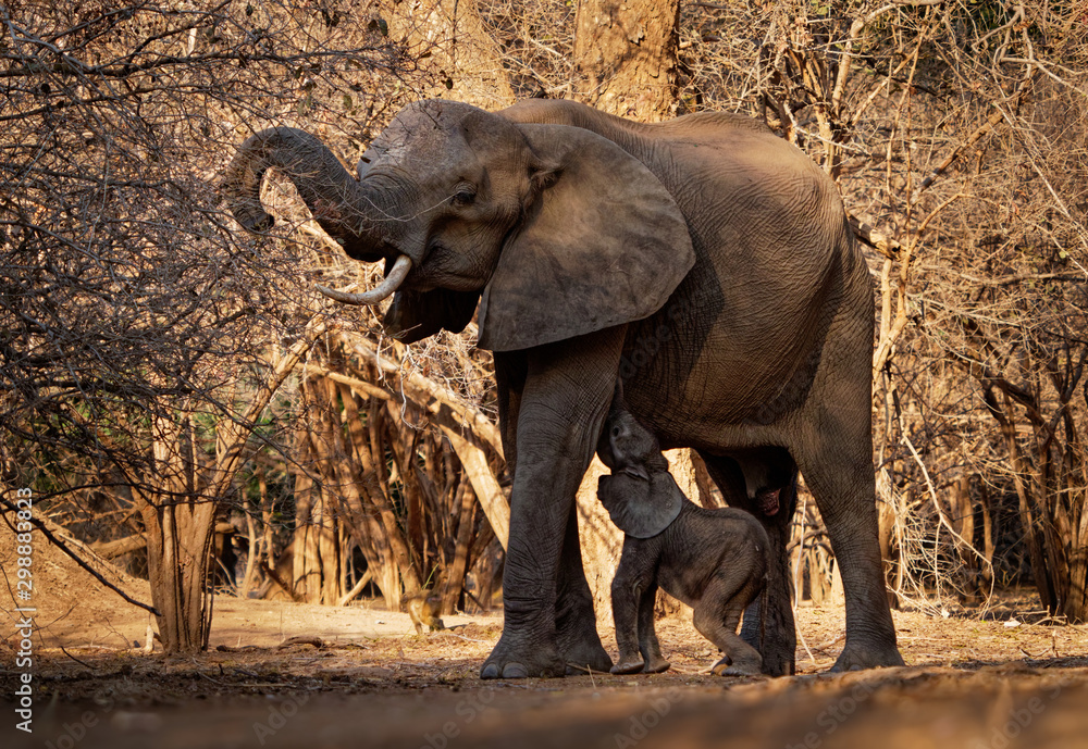 Fototapeta premium African Bush Elephant - Loxodonta africana small baby elephant with its mother, drinking, sucking milk, walking and eating leaves in Mana Pools in Zimbabwe