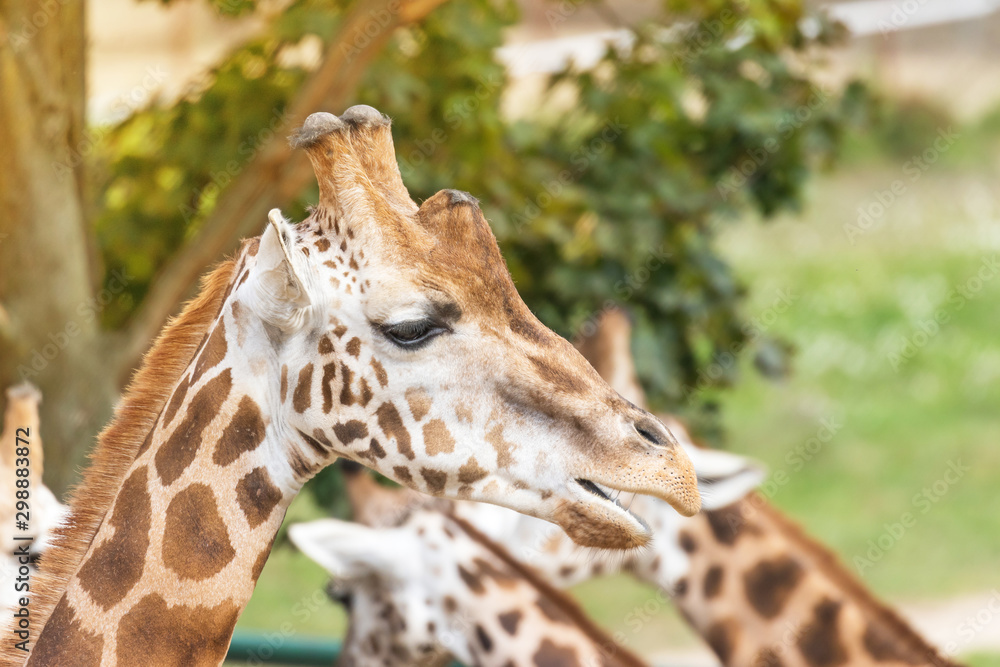 Side view portrait of the head of Rothschild Giraffe outdoors. More giraffes are in the background Side view portrait of the head of Rothschild Giraffe outdoors. More giraffes are in the background