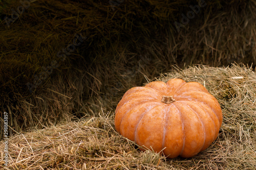 Large orange pumpkin on a haystack, ripe vegetable, copy space. Beautiful huge pumpkin with ribs and furrows, Halloween postcard background, Thanksgiving, harvest.