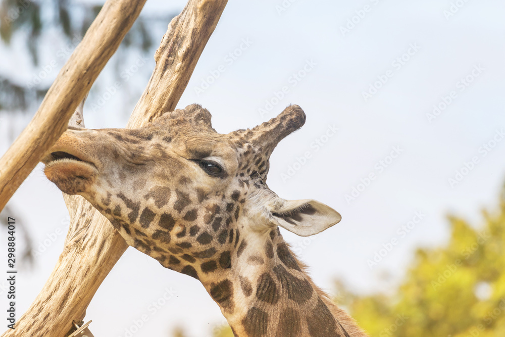 Obraz premium Side view of the head of Rothschild Giraffe nibbling on a wooden trunk closeup