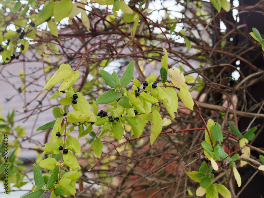 (Lonicera japonica) Baies noir bleuté et brillantes du chèvrefeuille du Japon ou chèvrefeuille de Chine aux tiges ou rameaux rougeoyant et feuilles ovales bordurées de rouge en automne (Lonicera japonica) Baies noir bleuté et brillantes du chèvrefeuille du Japon ou chèvrefeuille de Chine aux tiges ou rameaux rougeoyant et feuilles ovales bordurées de rouge en automne