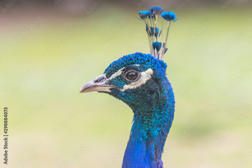 Side view of the head of the Indian peafowl outdoors closeup. Horizontally. Side view of the head of the Indian peafowl outdoors closeup. Horizontally.