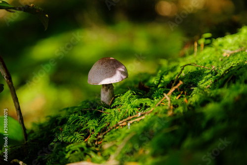 mushroom in forest