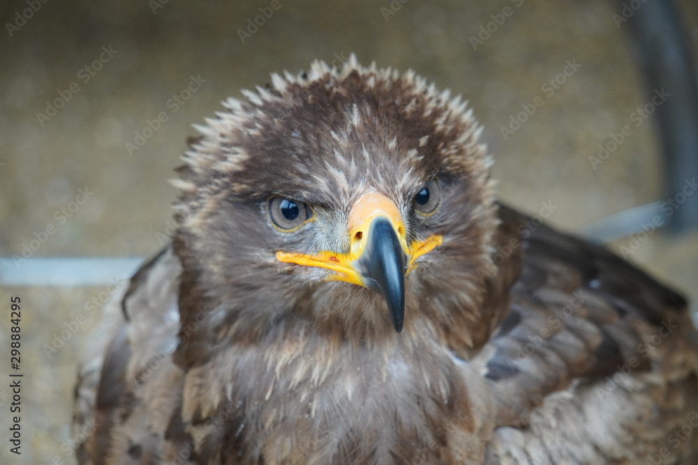 Naklejka premium Steppe eagle