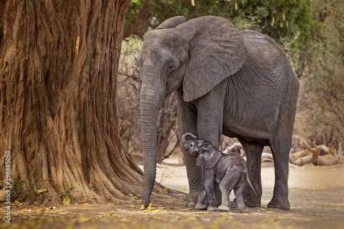 African Bush Elephant - Loxodonta africana small baby elephant with its mother  drinking  sucking milk  walking and eating leaves in Mana Pools in Zimbabwe