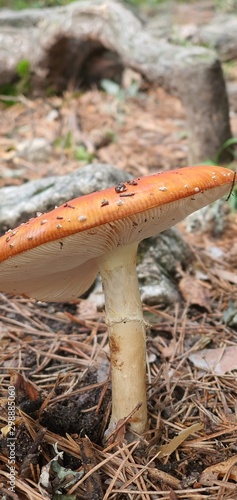 Silvetre mushroom in full nature in the sunlight photo