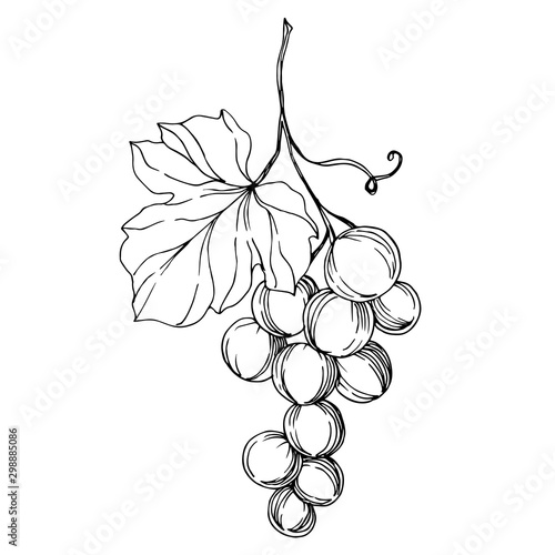 Vector Grape berry healthy food. Black and white engraved ink art. Isolated grapes illustration element.