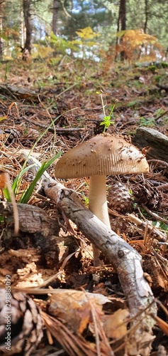Silvetre mushroom in full nature in the sunlight