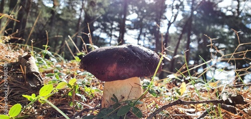 Silvetre mushroom in full nature in the sunlight photo