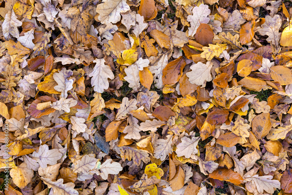 fallen leaves on the ground in the park in autumn for background or texture use. Natural fall concept, autumn pattern background. fallen leaves on the ground in the park in autumn for background or texture use. Natural fall concept, autumn pattern background.