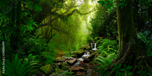 Southeast Asian rainforest with deep jungle