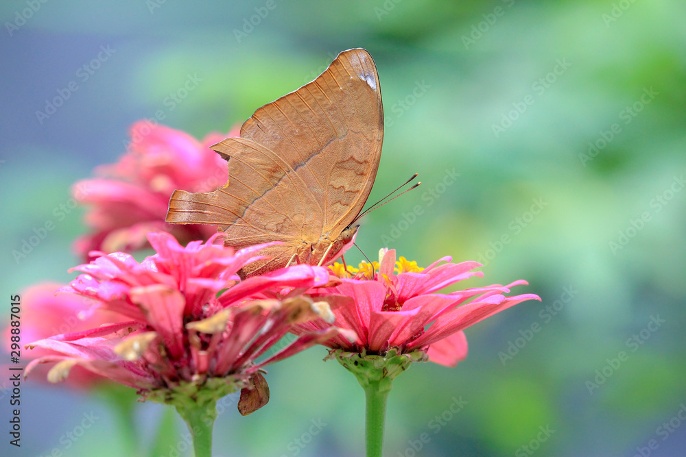 Obraz premium butterfly with fragile wings is sucking the flower essence