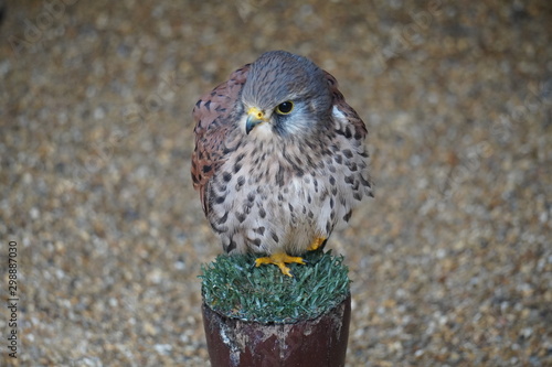 фотографія Kestrel