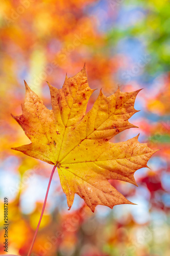 autumn fall maple leaf with shallow focus and blurry background. Fall in the park.