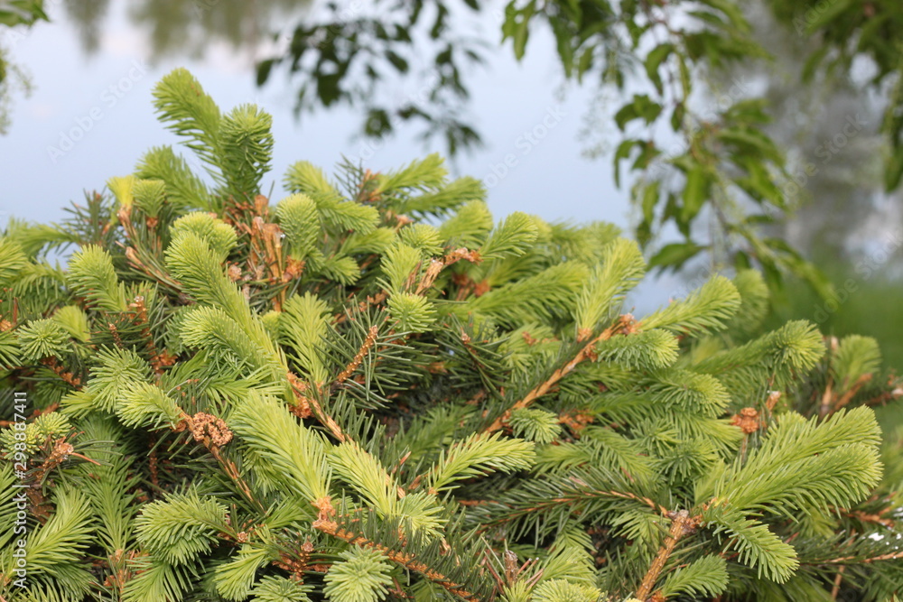 branches, and spruce and pine trees, a beautiful background branches, and spruce and pine trees, a beautiful background