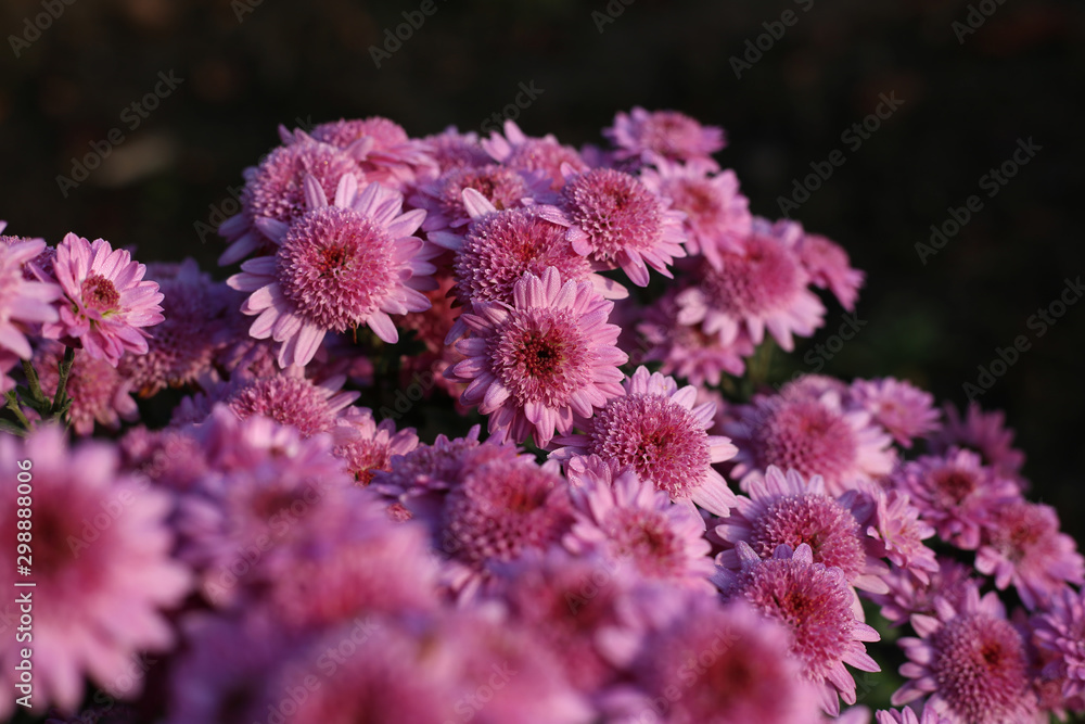 Little purple chrysanthemums with shiny dew drops in autumn morning.