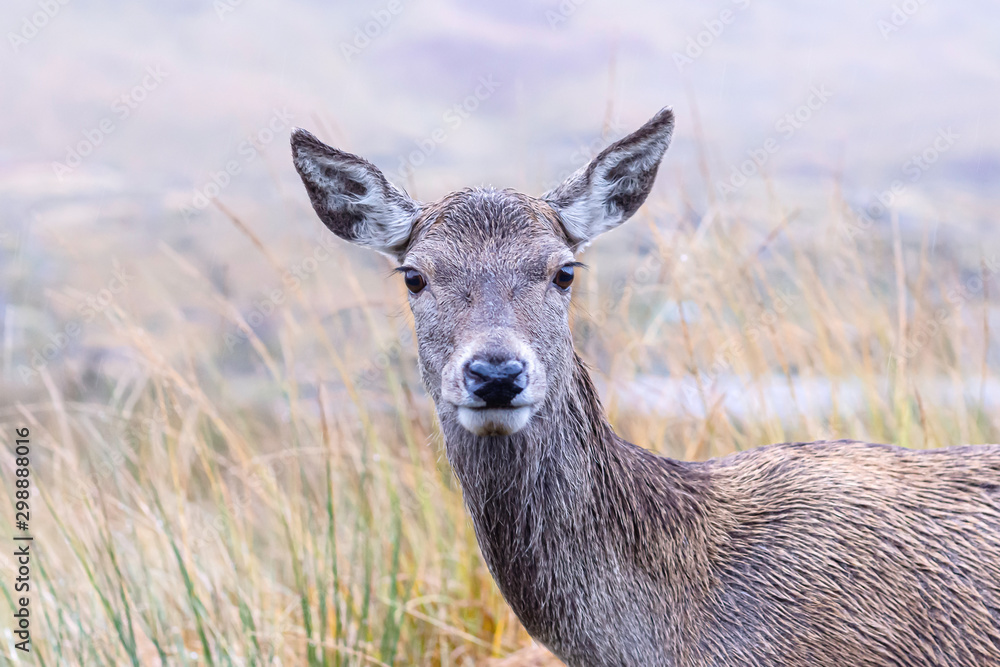 Close up portrait of deer in Scottish highlands. Close up portrait of deer in Scottish highlands.