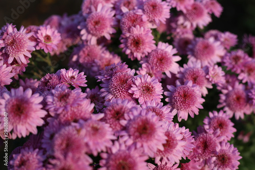 Bouquet of purple chrysanthemums with dewdrops on the surface, in the sunlight.