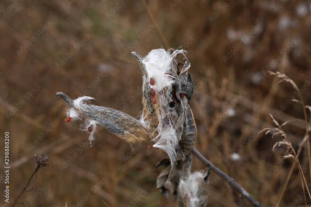 Dry, ripe plant with fluffy seeds with moisture on the surface. Dry, ripe plant with fluffy seeds with moisture on the surface.
