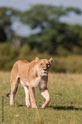African Lion, Masai Mara National Reserve, Kenya