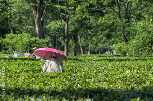 a woman collects tea on a plantation during a hot Sunny day  protected from the sun under a pink umbrella