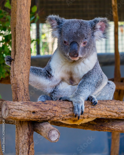 Fototapeta Naklejka Na Ścianę i Meble -  Koala (Phascolarctos cinereus) is native to eastern Australia.  Lone Pine is home to 130 koalas and is a great place to see and interact with them while visiting Brisbane, Queensland.