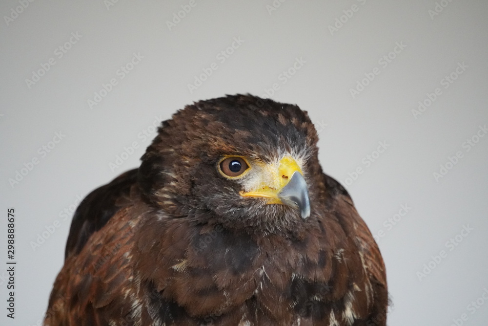 Obraz premium Harris's hawk