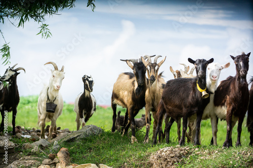 goats in natural environmnet