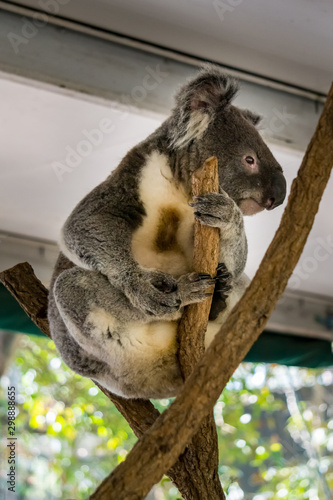 Sticker Koala (Phascolarctos cinereus) is native to eastern Australia