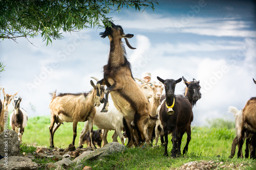 goats in natural environmnet