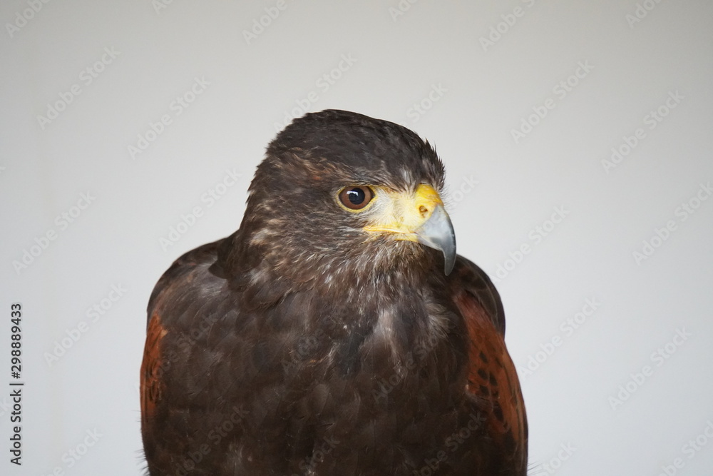 Harris's hawk Harris's hawk