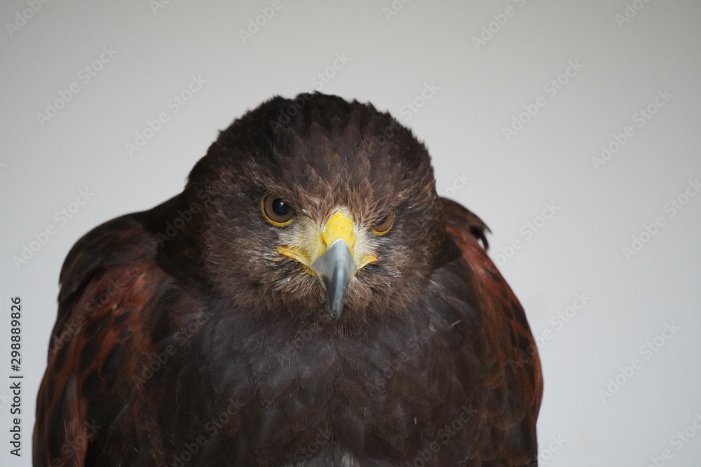 Harris's hawk Harris's hawk