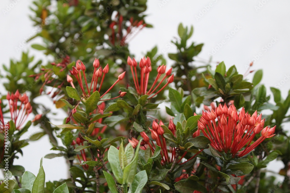 the asoka tree is orange red the asoka tree is orange red