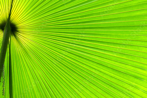 Fotografie Green and yellow palmetto palm frond abstract circular pattern with bright light