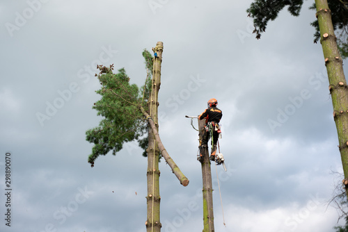 Arborist man with harness cutting a tree, climbing.