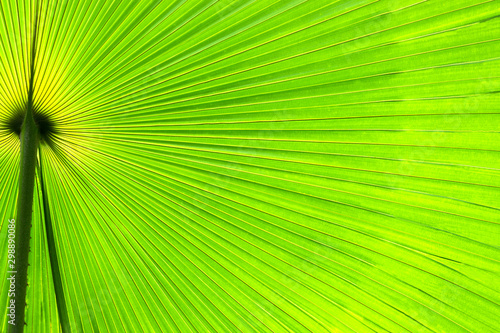 Green and yellow palmetto palm frond abstract circular pattern with bright light. Leaf texture background. World Environment day concept.