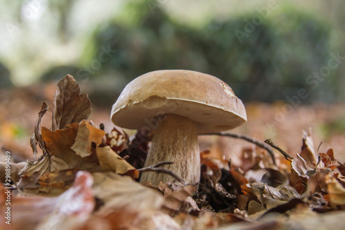 Boletus edulis mushroom growing wild
