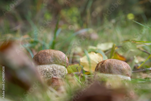 Wild boletus edulis growing among the green grass and fallen leaves