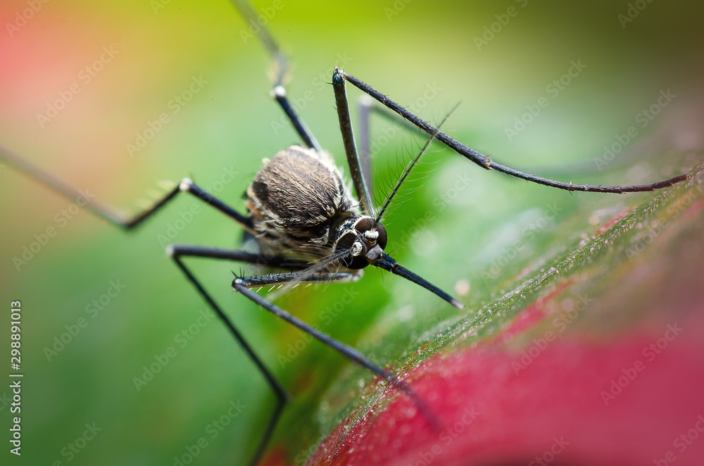 Close up a Mosquito on leaf Close up a Mosquito on leaf