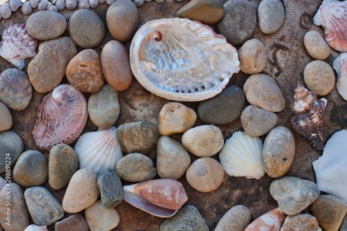 Stones and Shells on beach photo