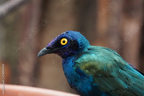 Purple starling © Colin